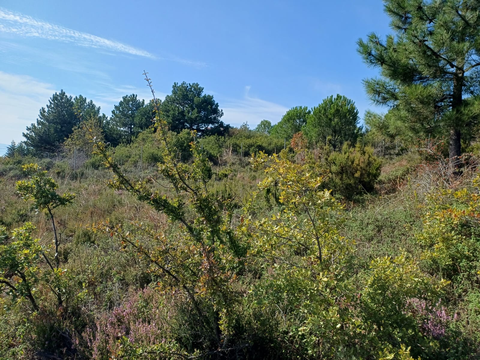 220 METRE ANA YOL CEPHELİ ARAZİ